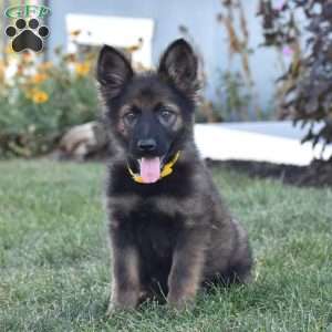 Everly, German Shepherd Puppy